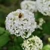 6月の植物たち