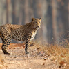 Things to do in Kanha National Park