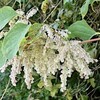 夏と秋の混在 海上の森