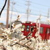 美濃津屋駅と南濃梅園