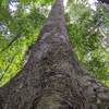 ブキ・ティマ自然保護区（Bukit Timah Nature Reserve）に行ってきた　その１