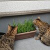 姉妹猫のために育てた猫草の結末