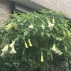 Angel’s Trumpet