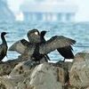 渡り鳥、羽休め　ウミウとヒメウが鳴門に飛来