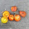 ミニトマトに虫食い？鳥の被害？