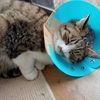 キジ、室内猫になる。