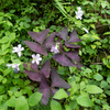 Oxalis triangularis