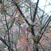 蔵前神社　桜咲く