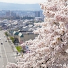 会津の桜2022② 飯盛山の桜