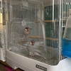 文鳥仲良し大作戦 終結