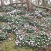 イワウチワ　土岳見頃