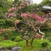 【京都観光】京都にも厳島神社があるのをご存知ですか？ (^^