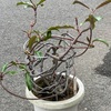 ペトペンチアナタレンシスの植替え