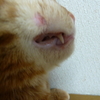 ななちゃん、まずるの横に小さなハゲが！！
