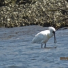 クロツラヘラサギ / 葛西臨海公園