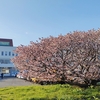 根室市　日本一ゆっくりな桜の便り