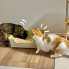 膝当てで愛猫のおトイレ掃除が捗る♪