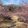 茅ヶ崎公園　カワヅザクラ満開