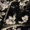 心に桜を