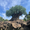 2024年6月　WDW旅行記⑦　３日目❶　アニマルキングダムは朝一勝負！　午前中だけでもかなり充実です。