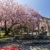 黒田春日神社・百年桜と普賢像桜