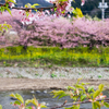 河津桜の本場、河津町を観光してきました