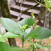 紫陽花のつぼみ