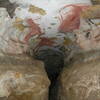 芸術　ラスコー洞窟の壁画