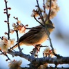 吉野梅園の野鳥♪とお池の水鳥たち♪&#9835;&#9836;