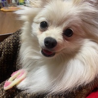 硬いものに注意！ポメラニアンの歯が折れた　