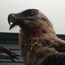 人類です