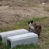 人のしあわせ、猫のしあわせ（２６）