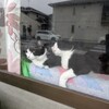 ニャンコたち