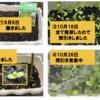 庭で秋野菜 25【ガーデンレタスミックス】