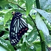 雨の中のアカボシゴマダラの羽化