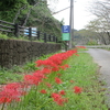 佐久間ダム　花のたより　秋🍂と、お休みのお知らせ