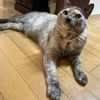 ６月も最終週になりました