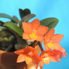 Cattleya cernua