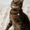 亡くなった猫に、謝りたい気持ちがまだ胸の奥にあるあなたへ