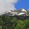 山野草・夏の草花可愛いですね！