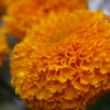 DAILY FLOWERS!!
