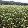 雨の降る蕎麦畑