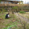 春の花を摘む　シダレザクラと散歩