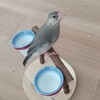 今日の文鳥達