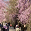 東京の桜は満開