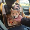 犬の幼稚園のお値段 今日の柴ちゃん34