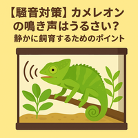 【騒音対策】カメレオンの鳴き声はうるさい？静かに飼育するためのポイント