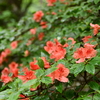 梅雨合間の加持ヶ峰遊山　栗の花