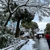 【冬の京都を巡る☃️世界遺産の京都旅】❄️♦️♦︎雪景色の金閣寺と龍安寺へ行こう❄️♦️♦︎