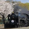桜満開のSLスチーム号を撮影～京都鉄道博物館にて_23/03/29